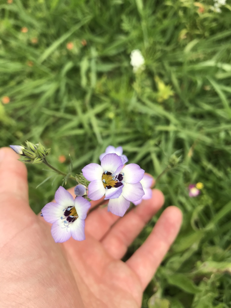 bird'seye gilia from Rata Street, Te Aroha, Waikato, NZ on January 5