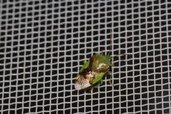 Elasmostethus nubilus