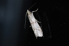 Glyptoteles leucacrinella