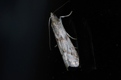 Glyptoteles leucacrinella