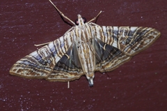 Glyphodes multilinealis
