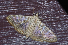 Glyphodes multilinealis