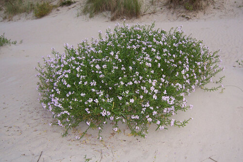 European Sea Rocket