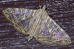Glyphodes multilinealis