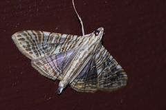 Glyphodes multilinealis