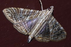 Glyphodes multilinealis