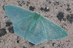 Thalassodes intaminata