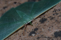 Thalassodes intaminata