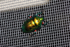 Calliphara excellens