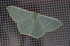 Pelagodes proquadraria