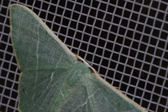 Pelagodes proquadraria