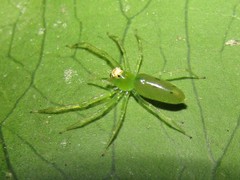 Lyssomanes pauper