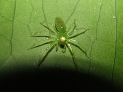 Lyssomanes pauper
