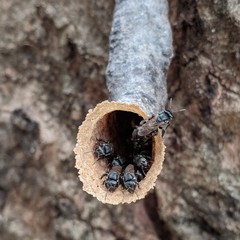 Scaptotrigona depilis