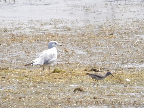 Ring-billed Gull
