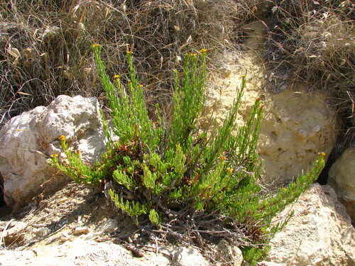 Golden Samphire