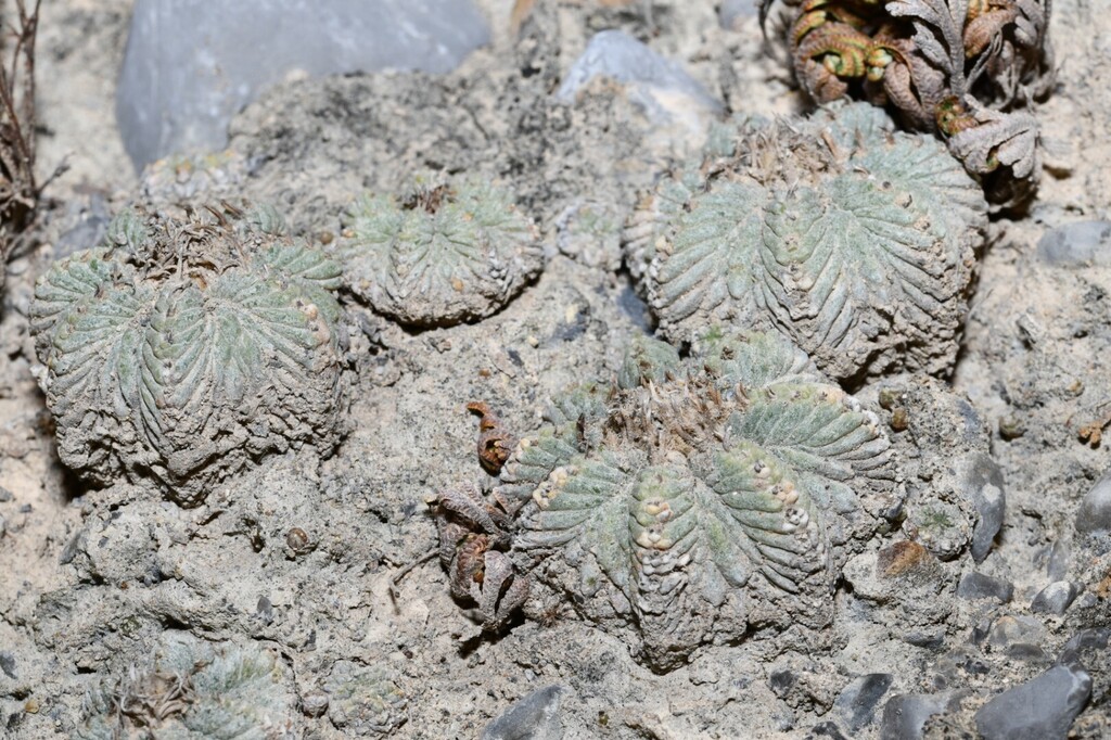 Aztekium ritteri in October 2025 by Carlos G Velazco-Macias · iNaturalist
