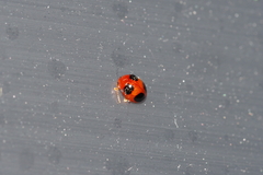 Sphaeroderma quadrimaculatum