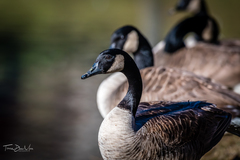 Branta canadensis