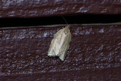 Neocalyptis affinisana