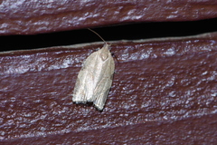 Neocalyptis affinisana
