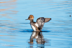 Lophodytes cucullatus