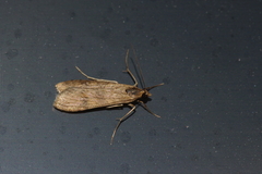 Nomophila noctuella