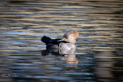 Lophodytes cucullatus