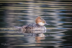 Lophodytes cucullatus