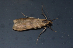 Nomophila noctuella