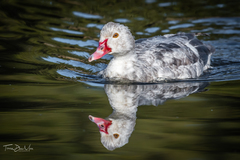 Cairina moschata domestica