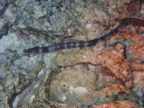 Conger cinereus observed 2025-11-11