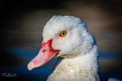 Cairina moschata domestica