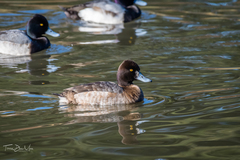Aythya affinis