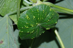 Eriophyes macarangae