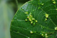 Eriophyes macarangae