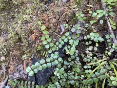 Metrosideros carminea