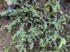 Metrosideros carminea