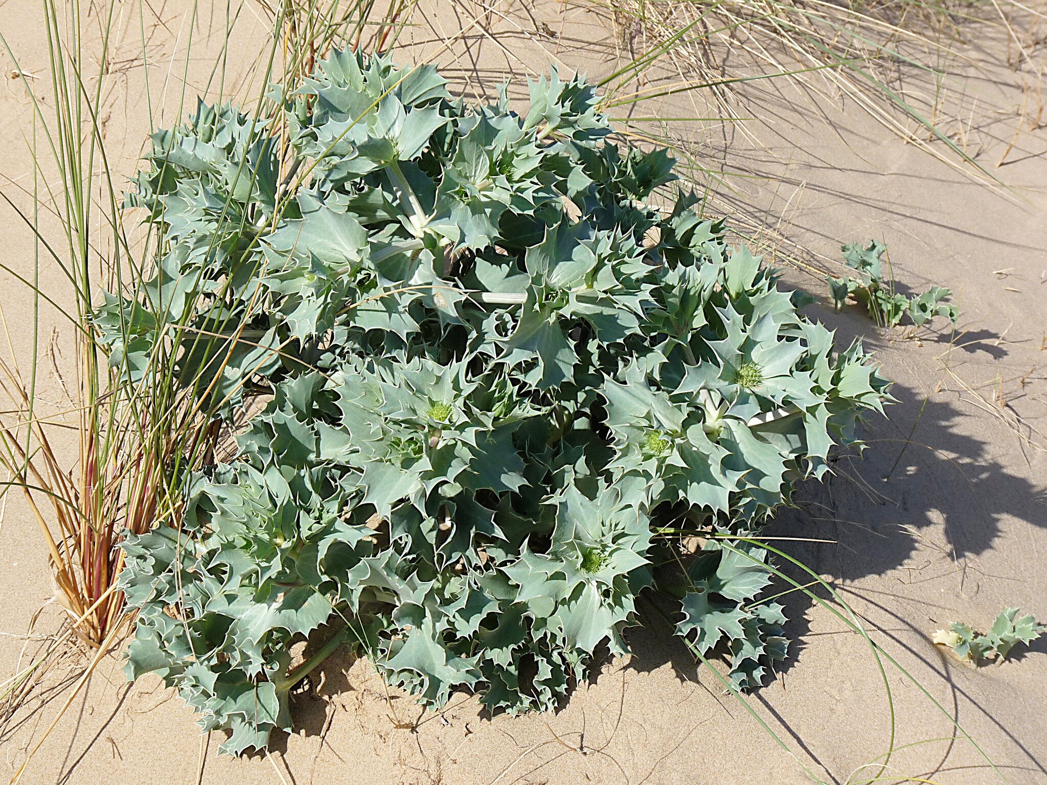 Sea Holly (Eryngium maritimum) · iNaturalist
