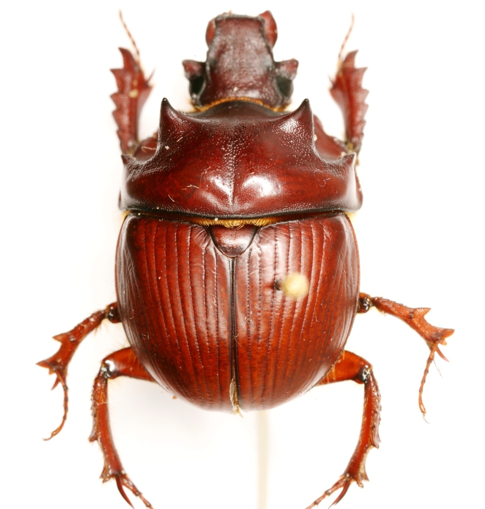 標本 Australia Bolboceratidae sp. 25mm Australia Bolboceratidae sp. 25mm - メルカリ