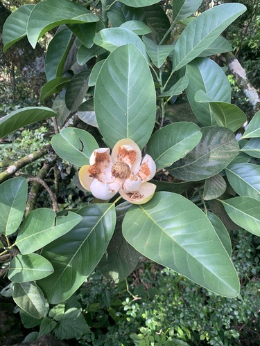 Magnolia ovata