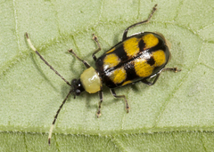 Diabrotica morosa
