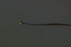 Thamnophis melanogaster