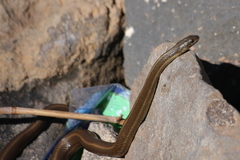 Thamnophis melanogaster