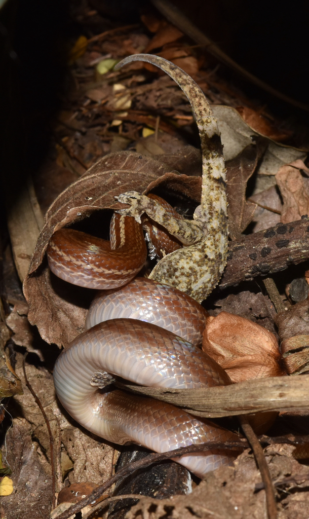 Brown House Snake (Boaedon capensis)
