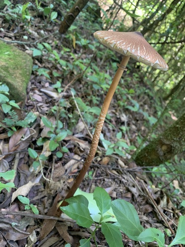 Macrolepiota capelariae