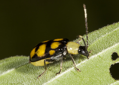 Diabrotica morosa