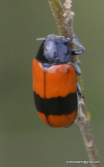 Clytra subfasciata