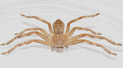 Isopedella saundersi