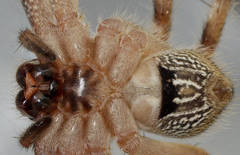Isopedella saundersi